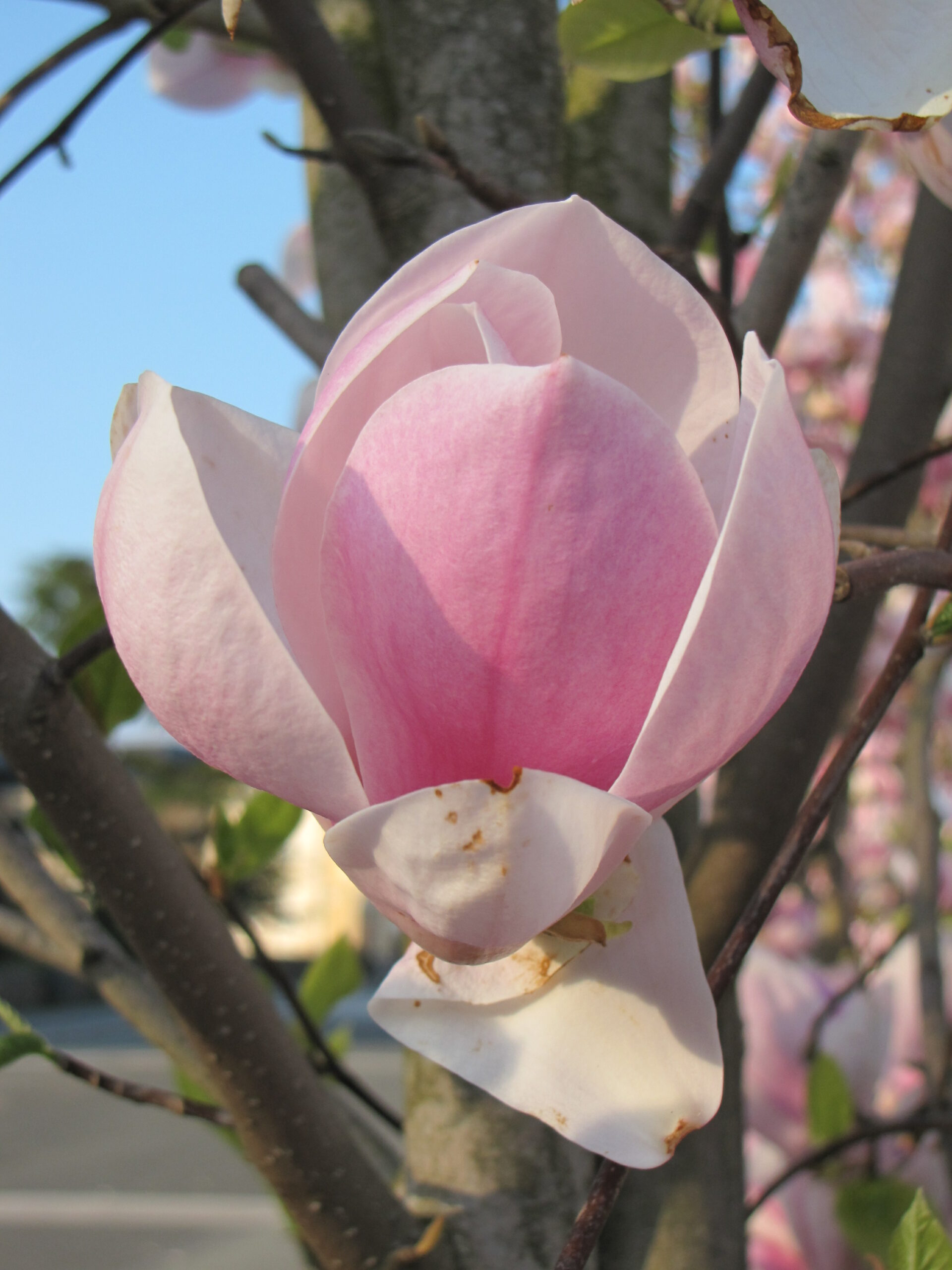 Mandelblüte